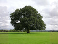 Water Oak Trees Bare Root 2 Plants Quercus nigra Deciduous Shade Trees for Landscaping