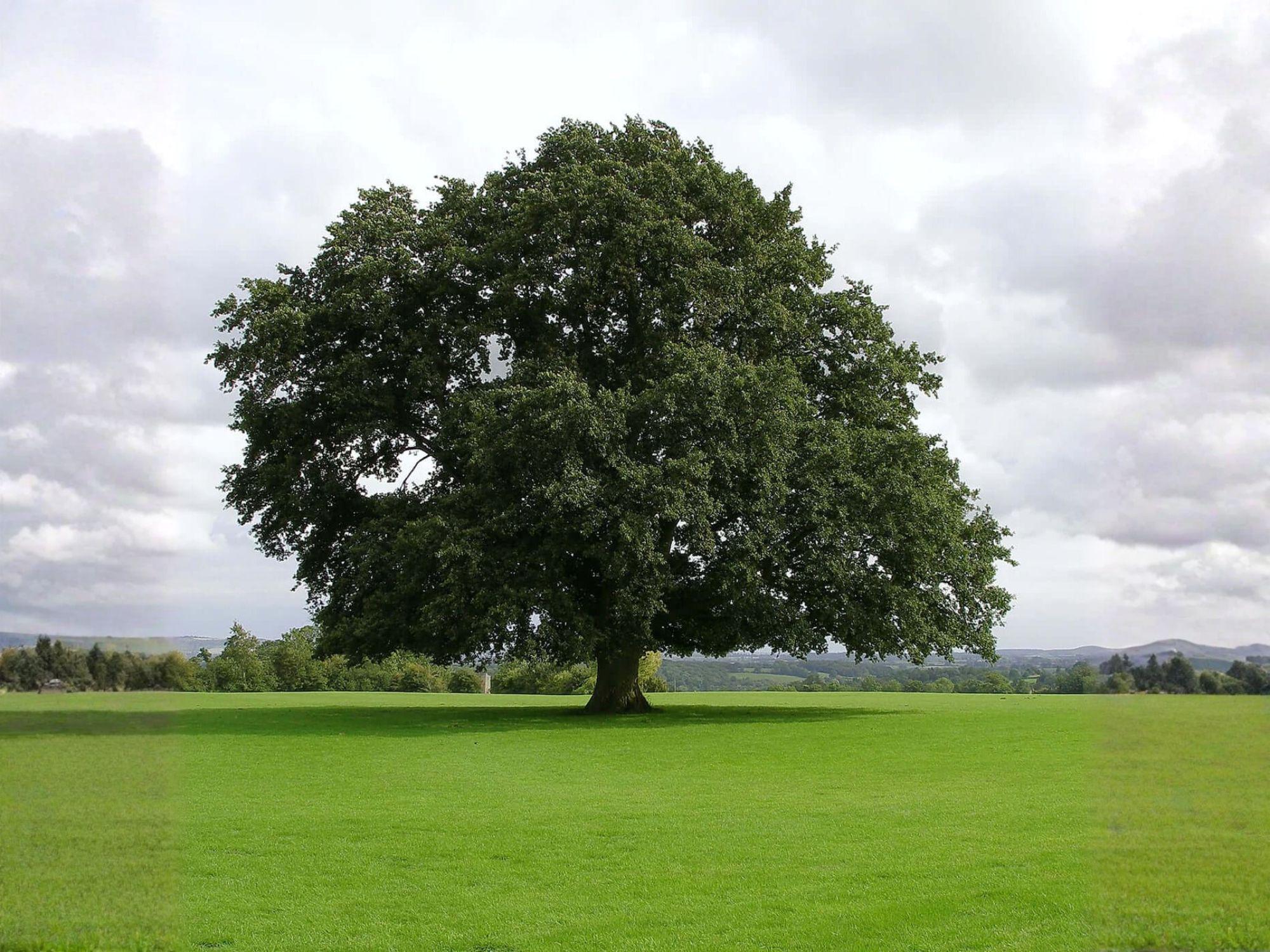 Water Oak Trees Bare Root 2 Plants Quercus nigra Deciduous Shade Trees for Landscaping