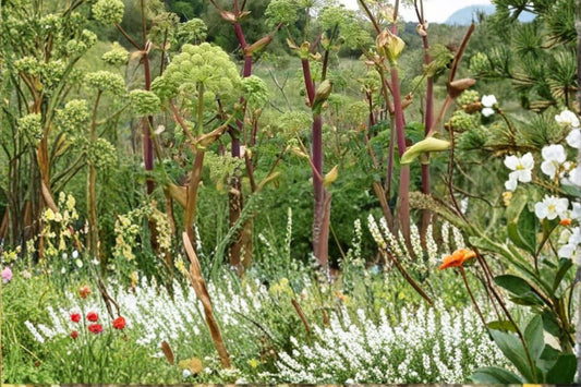 Great Angelica Seeds – Angelica atropurpurea Herbaceous Biennial with Greenish-White to Purplish Umbels, Moist Soil, Wetland Plant