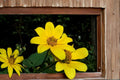 Swamp Marigold Seeds – Bidens aristosa, Bright Yellow Wildflower, Wetland & Border Plant, Annual Herbaceous Flower, 30 Seeds