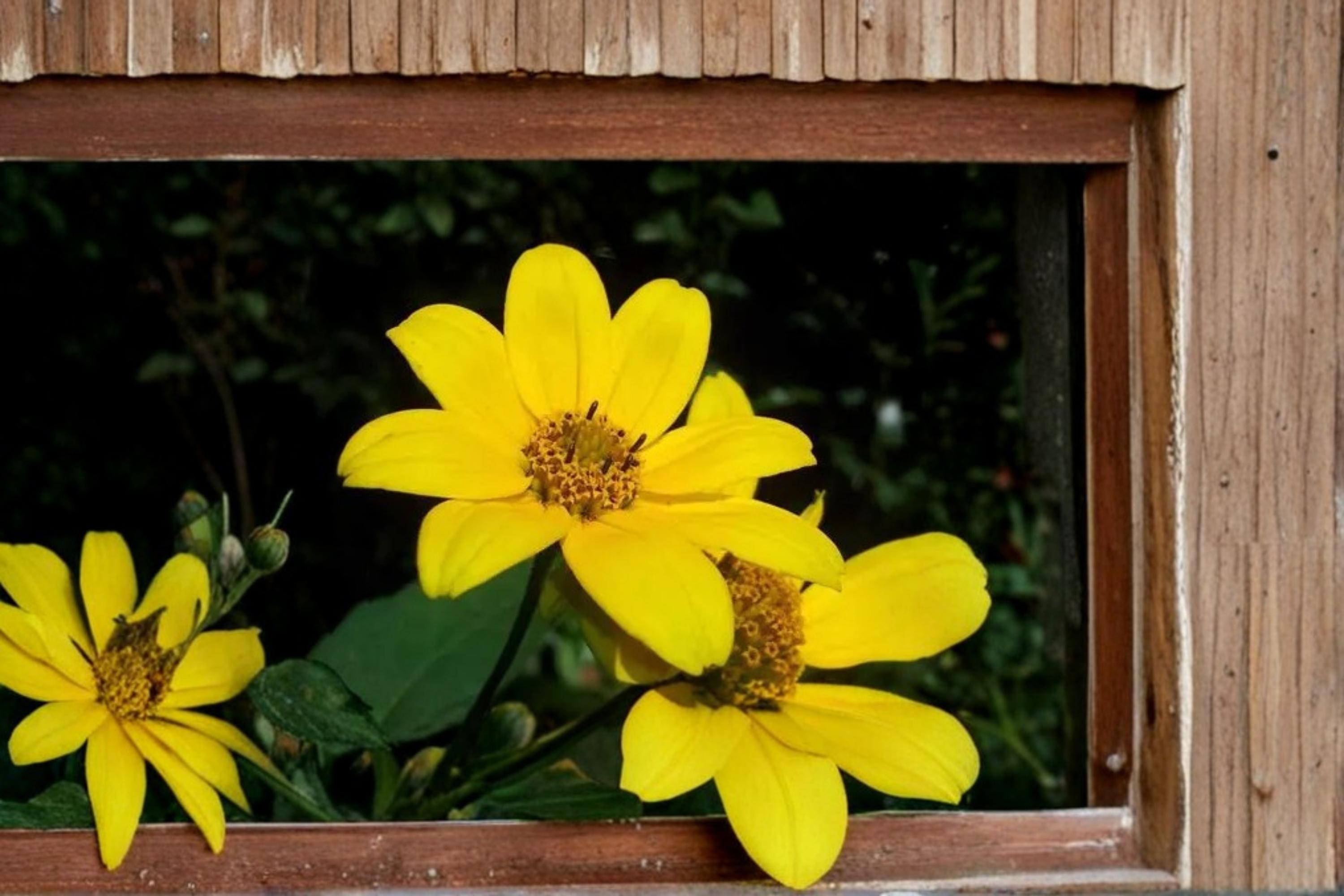 Swamp Marigold Seeds – Bidens aristosa, Bright Yellow Wildflower, Wetland & Border Plant, Annual Herbaceous Flower, 30 Seeds