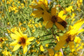 Bearded Beggarticks Seeds – Bidens polylepis, Bright Yellow Wildflower, Annual Ornamental Flower for Wetlands & Borders