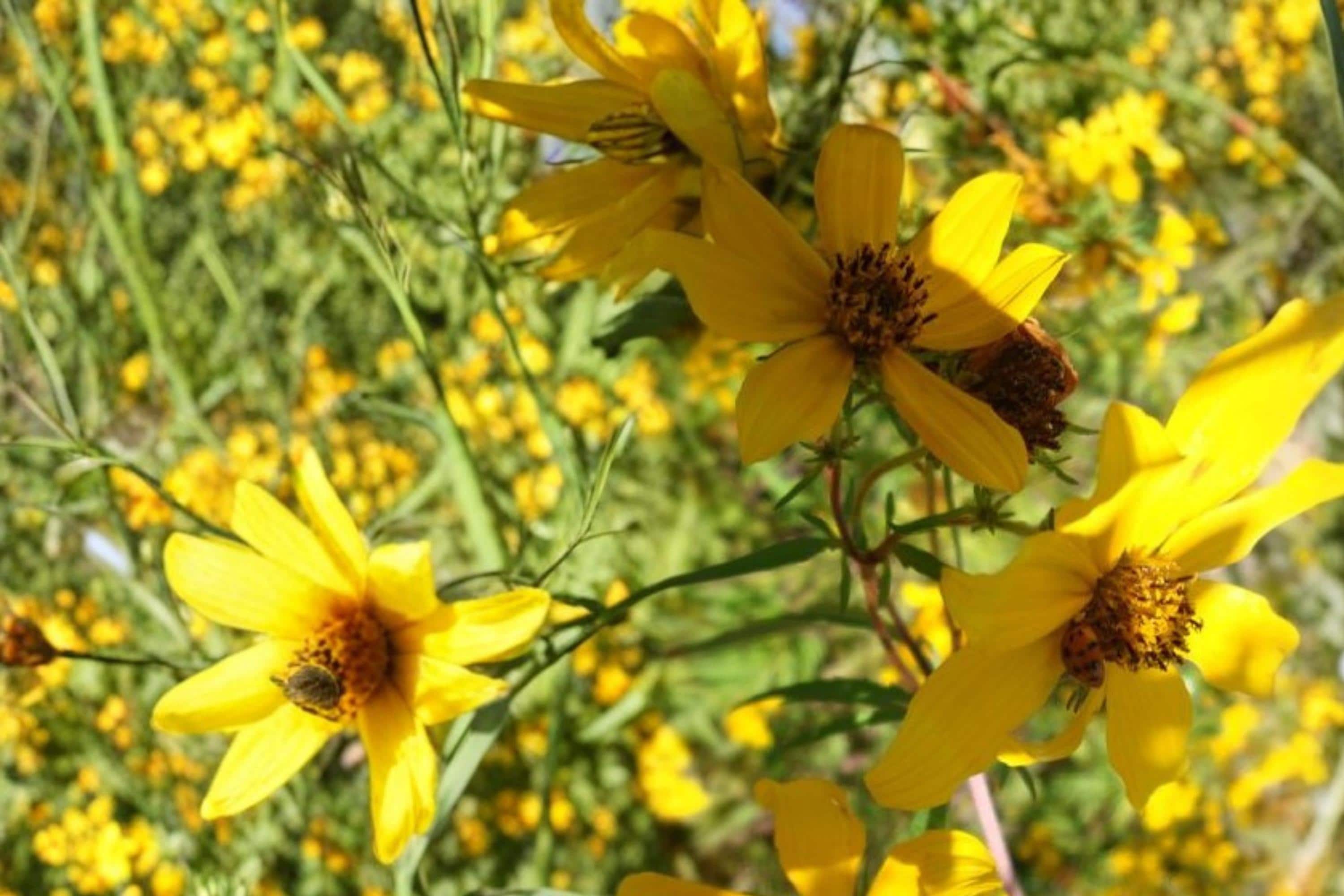 Bearded Beggarticks Seeds – Bidens polylepis, Bright Yellow Wildflower, Annual Ornamental Flower for Wetlands & Borders