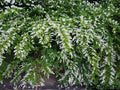 Chinese Privet Cuttings 6 Inch Ligustrum sinense White Flower Shrub Hedge Landscaping