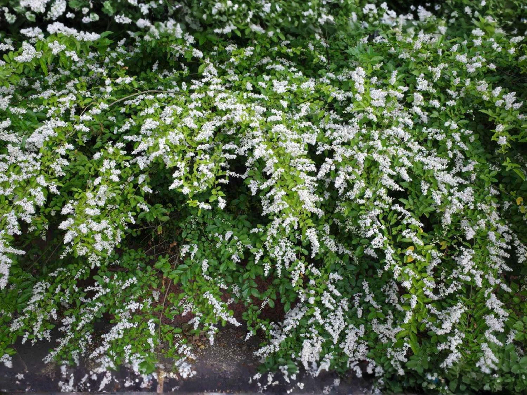 Chinese Privet Cuttings 6 Inch Ligustrum sinense White Flower Shrub Hedge Landscaping