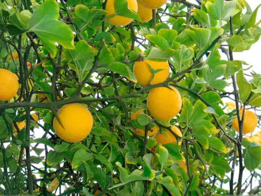 Hardy Orange Plants, 1 Foot Poncirus trifoliata Citrus Tree, Cold Tolerant Edible Garden, Ornamental Fruit Tree, Container or Garden