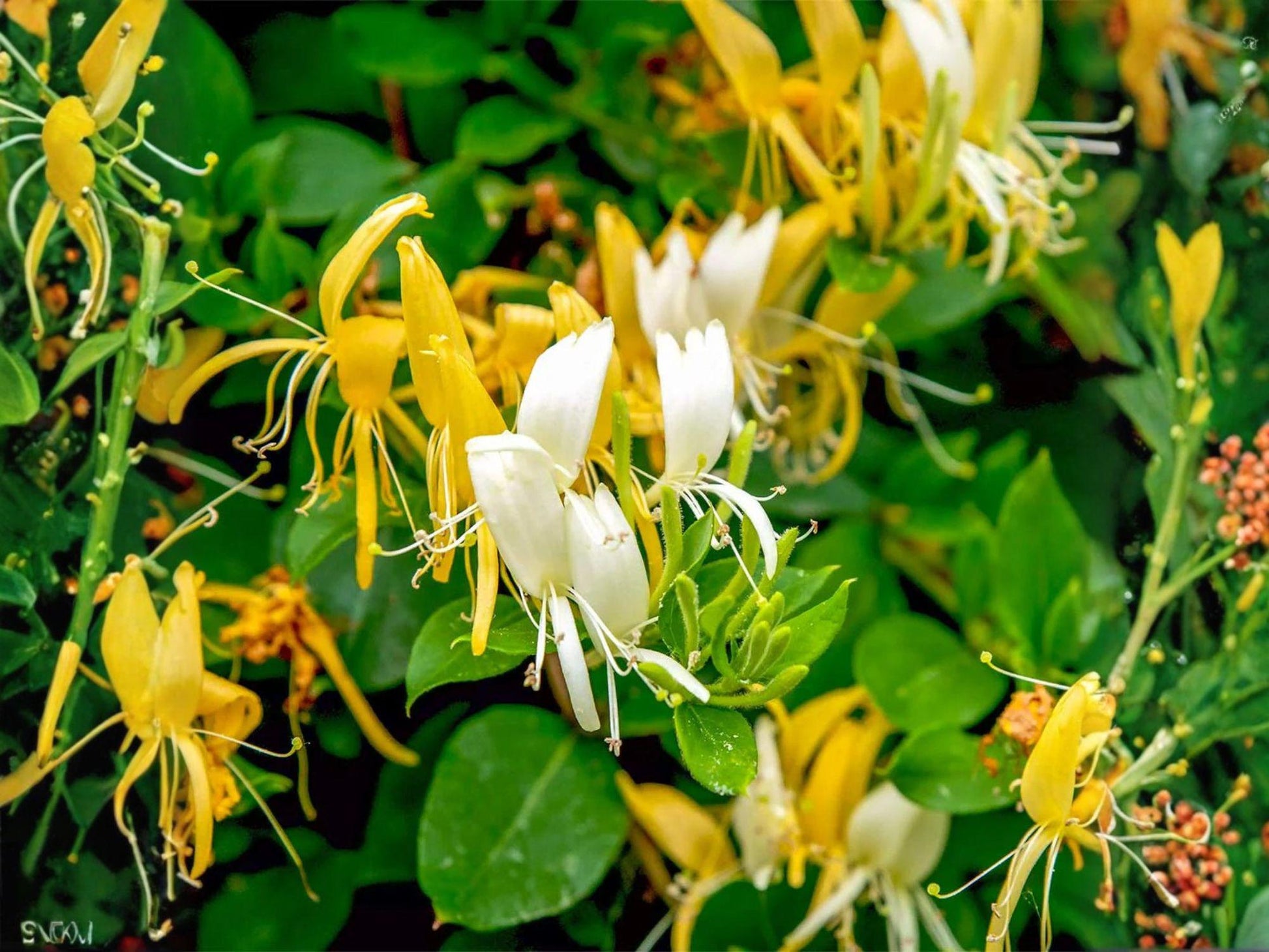 Halls Honeysuckle Vine 4 Plants, 6 Inch, Fragrant White Yellow Flowers, Lonicera japonica, Climbing & Trailing Garden Plant