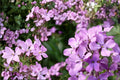 Evening Scented Stock Seeds (Matthiola longipetala) – Fragrant Night Blooming Flower Seeds for Patio, Container, Moon Garden