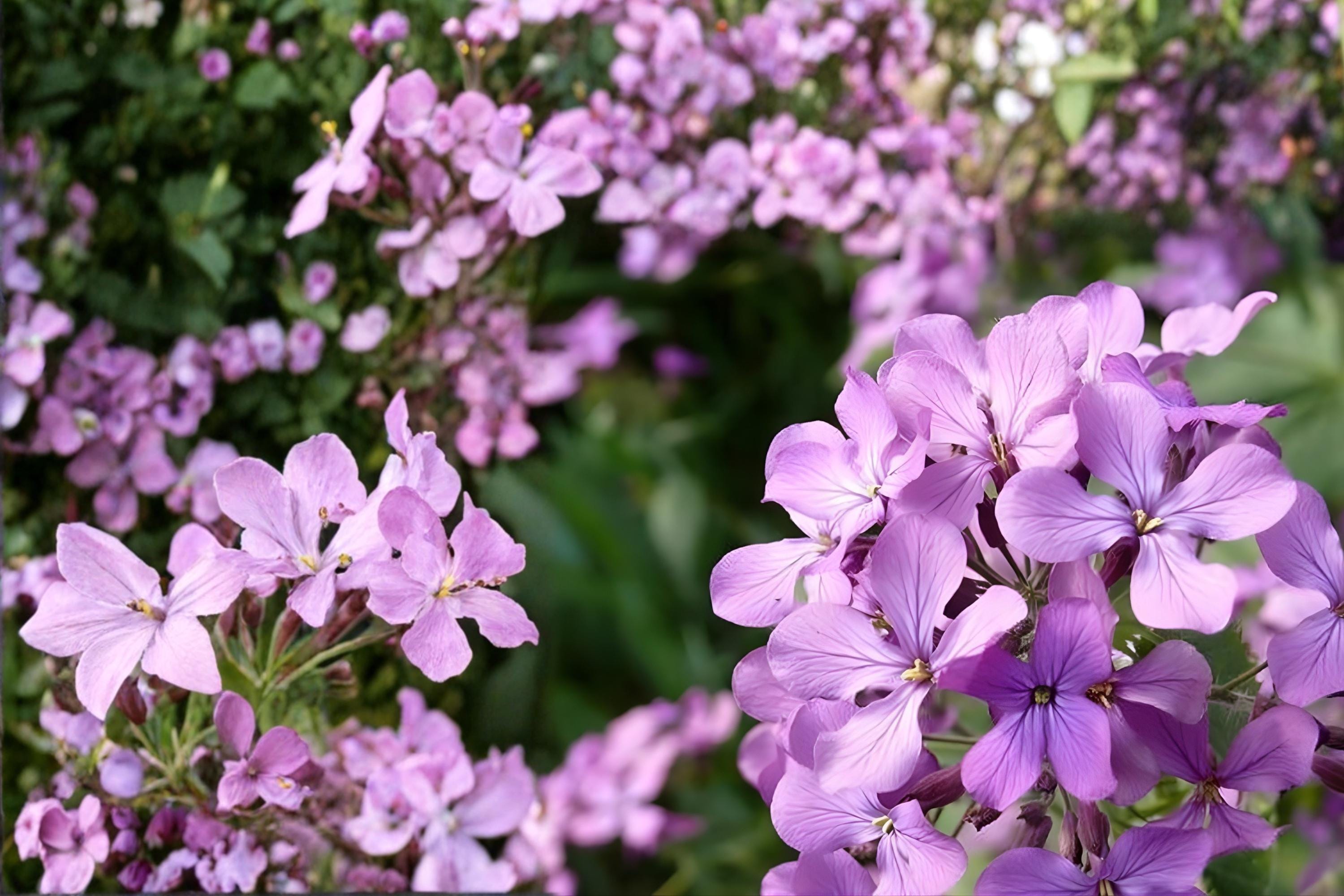Evening Scented Stock Seeds (Matthiola longipetala) – Fragrant Night Blooming Flower Seeds for Patio, Container, Moon Garden
