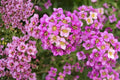 Dwarf Pink Sweet Alyssum Seeds, Fragrant Lobularia maritima, Low-Growing Flowering Plant for Borders, Containers & Ground Cover