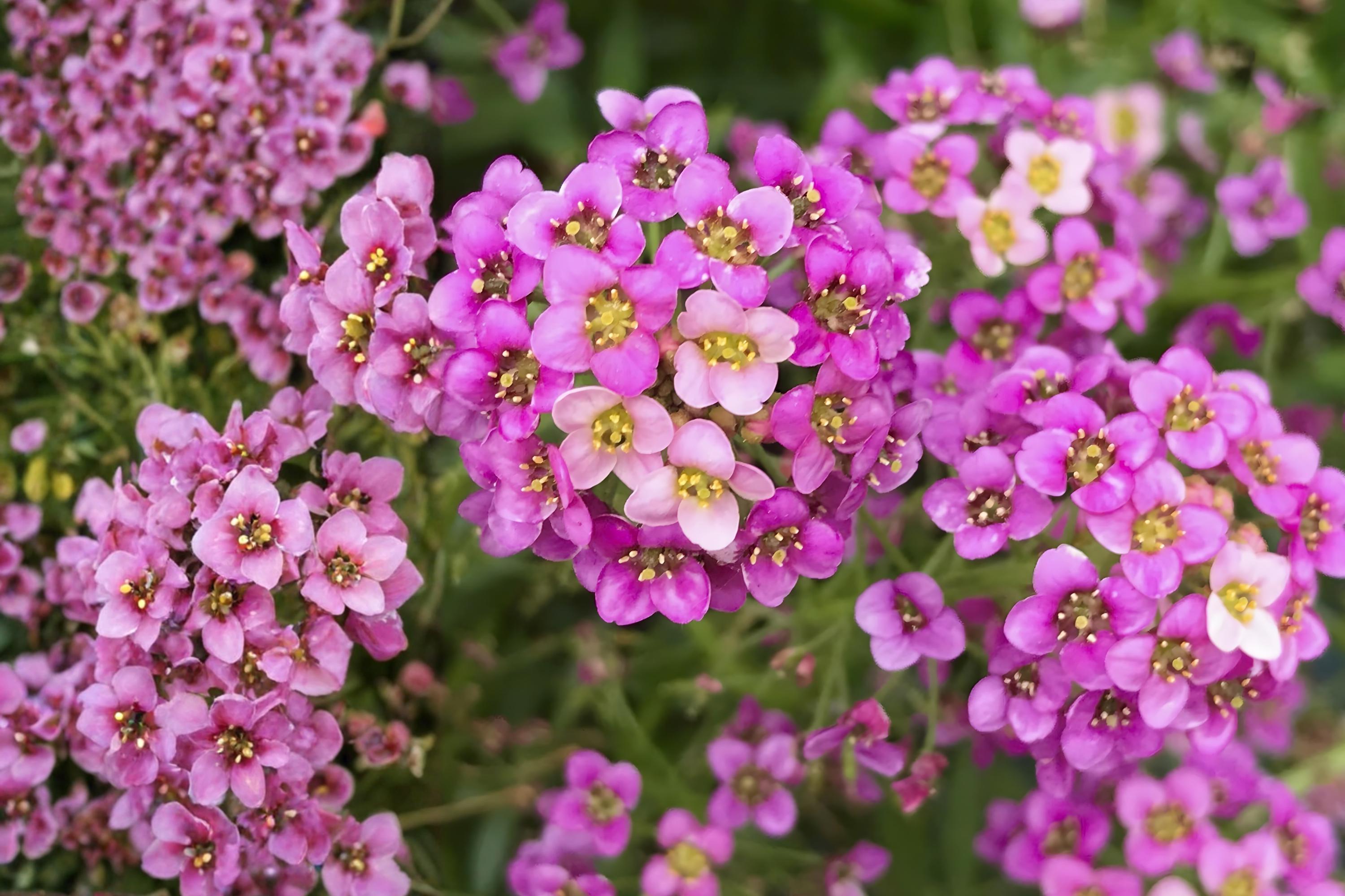 Dwarf Pink Sweet Alyssum Seeds, Fragrant Lobularia maritima, Low-Growing Flowering Plant for Borders, Containers & Ground Cover