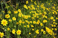 Goldfields Wildflower Seeds 100 Yellowray Lasthenia glabrata Bright Yellow Daisy-Like Blooms for Pollinator Gardens