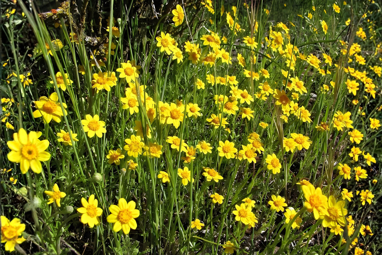 Goldfields Wildflower Seeds 100 Yellowray Lasthenia glabrata Bright Yellow Daisy-Like Blooms for Pollinator Gardens