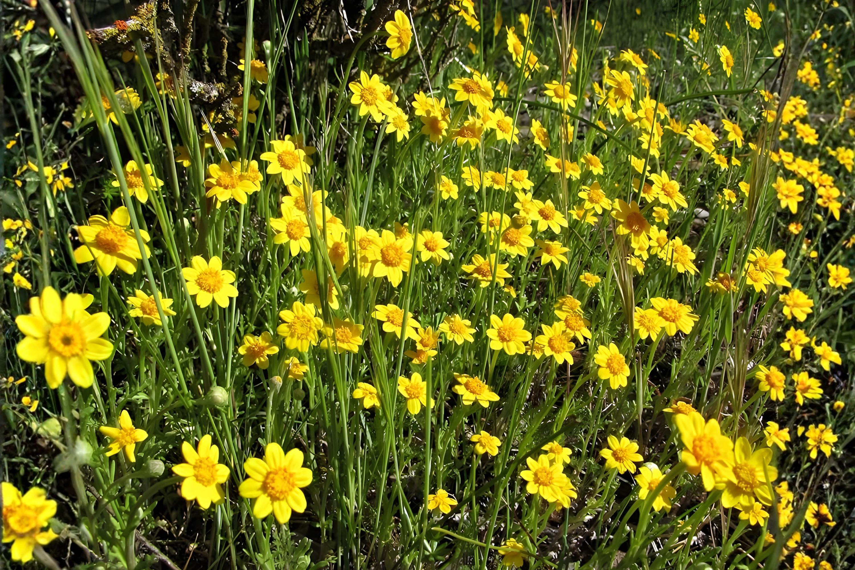 Goldfields Wildflower Seeds 100 Yellowray Lasthenia glabrata Bright Yellow Daisy-Like Blooms for Pollinator Gardens