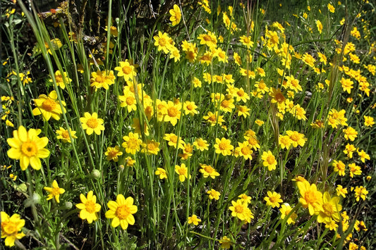 Goldfields Wildflower Seeds 100 Yellowray Lasthenia glabrata Bright Yellow Daisy-Like Blooms for Pollinator Gardens