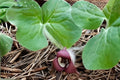 Wild Ginger Seeds (Asarum canadense) – Native Shade Garden Ground Cover, Heart-Shaped Leaves, Woodland Plant, Rare Native Wildflower