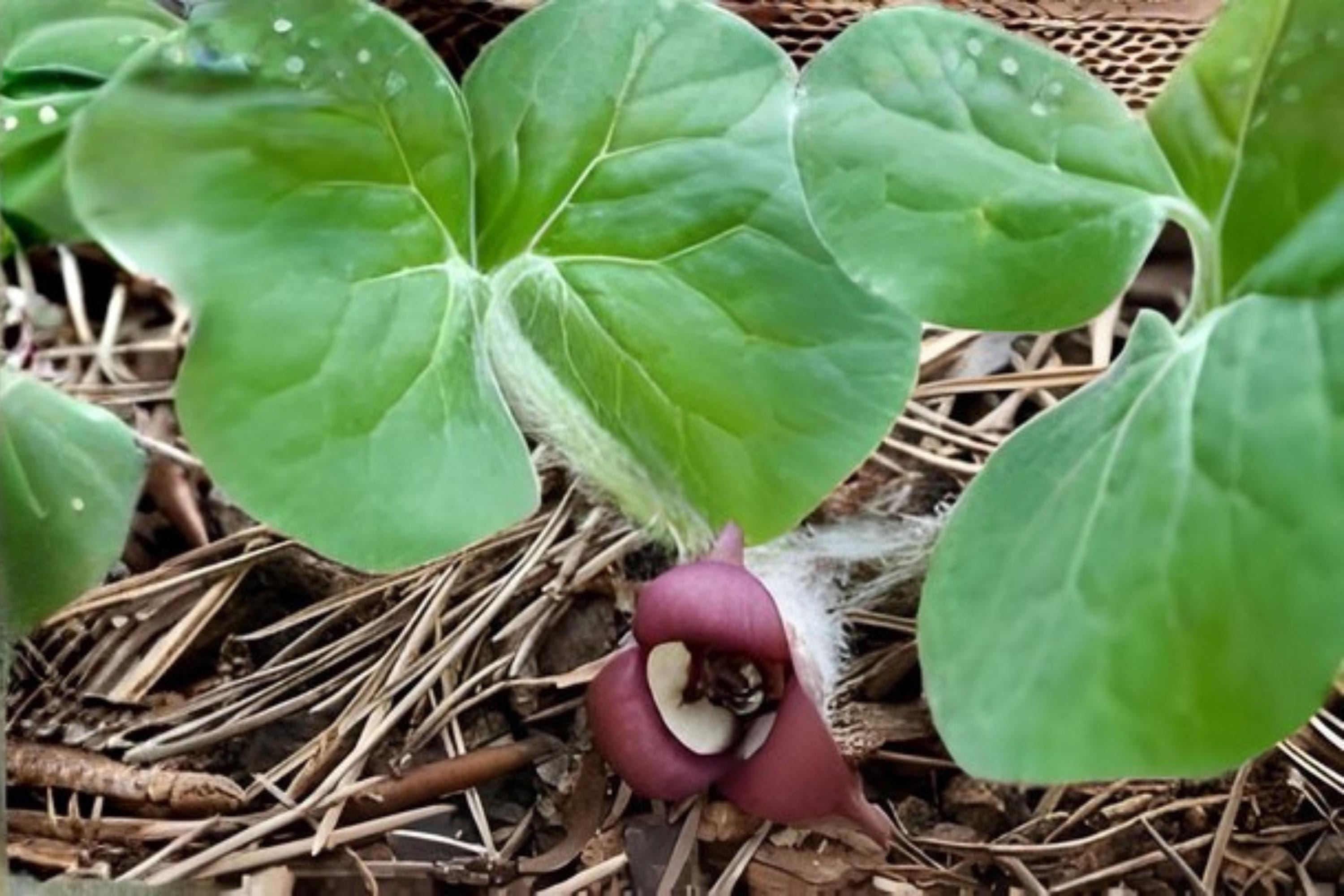 Wild Ginger Seeds (Asarum canadense) – Native Shade Garden Ground Cover, Heart-Shaped Leaves, Woodland Plant, Rare Native Wildflower