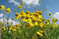 Autumn Sneezeweed Seeds (100) | Native Wildflower with Golden-Yellow Daisy-Like Blooms | Helenium autumnale