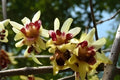 Fragrant Wintersweet Seeds, Chimonanthus praecox, Rare Ornamental Shrub, Yellow Winter Blooms, Fragrant Garden Plant, 10 Seeds