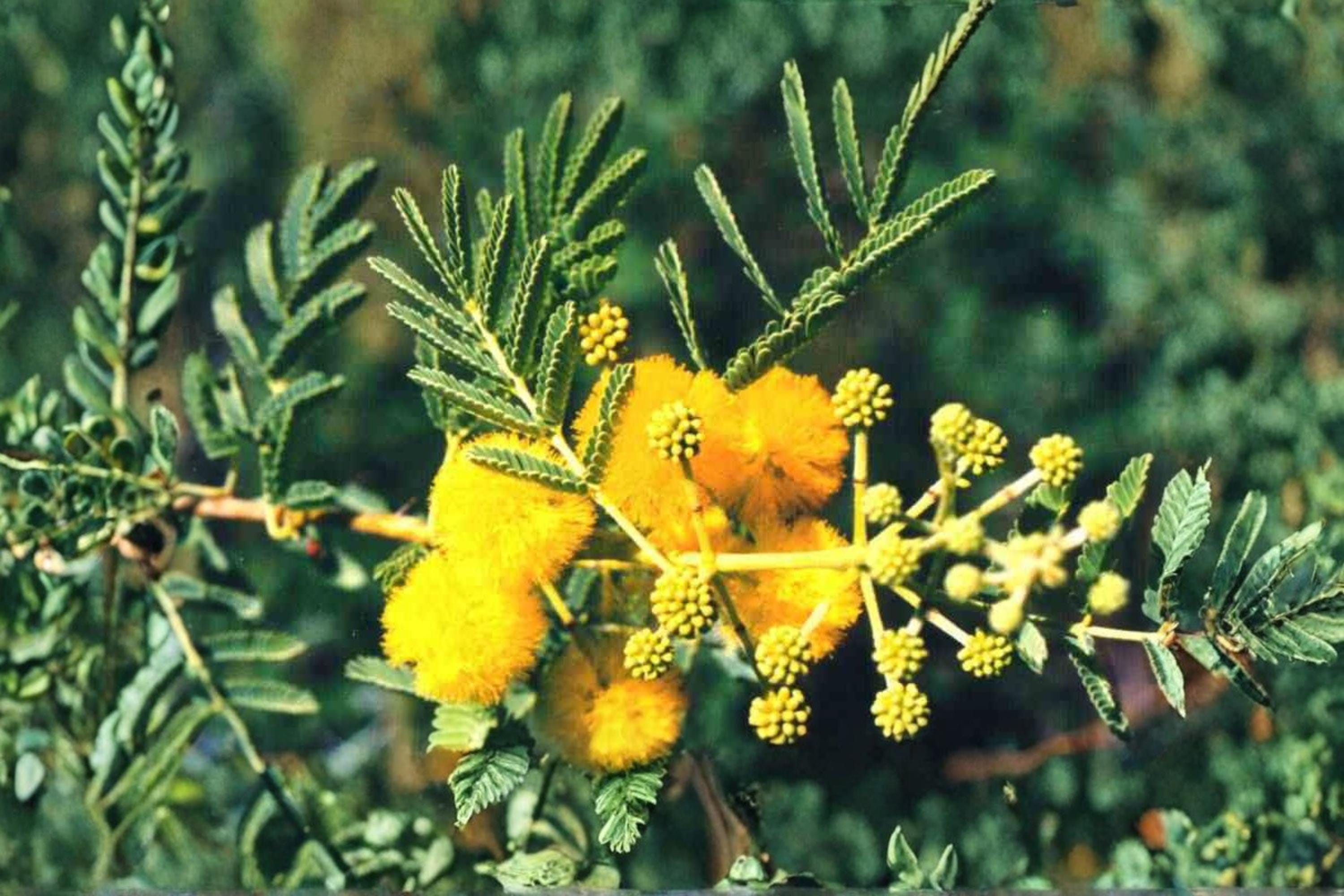 Babul Tree Seeds Vachellia nilotica Drought Tolerant Thorny Tree with Yellow Flowers for Arid Landscapes