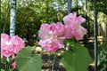 Confederate Rose Seeds, Hibiscus paramutabilis, Large Showy Blooms, Ornamental Tropical Plant, Easy to Grow, 10 Seeds