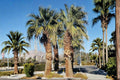 California Fan Palm Seeds – Washingtonia filifera – Desert-Adapted Fan Palm with Creamy-White Flowers