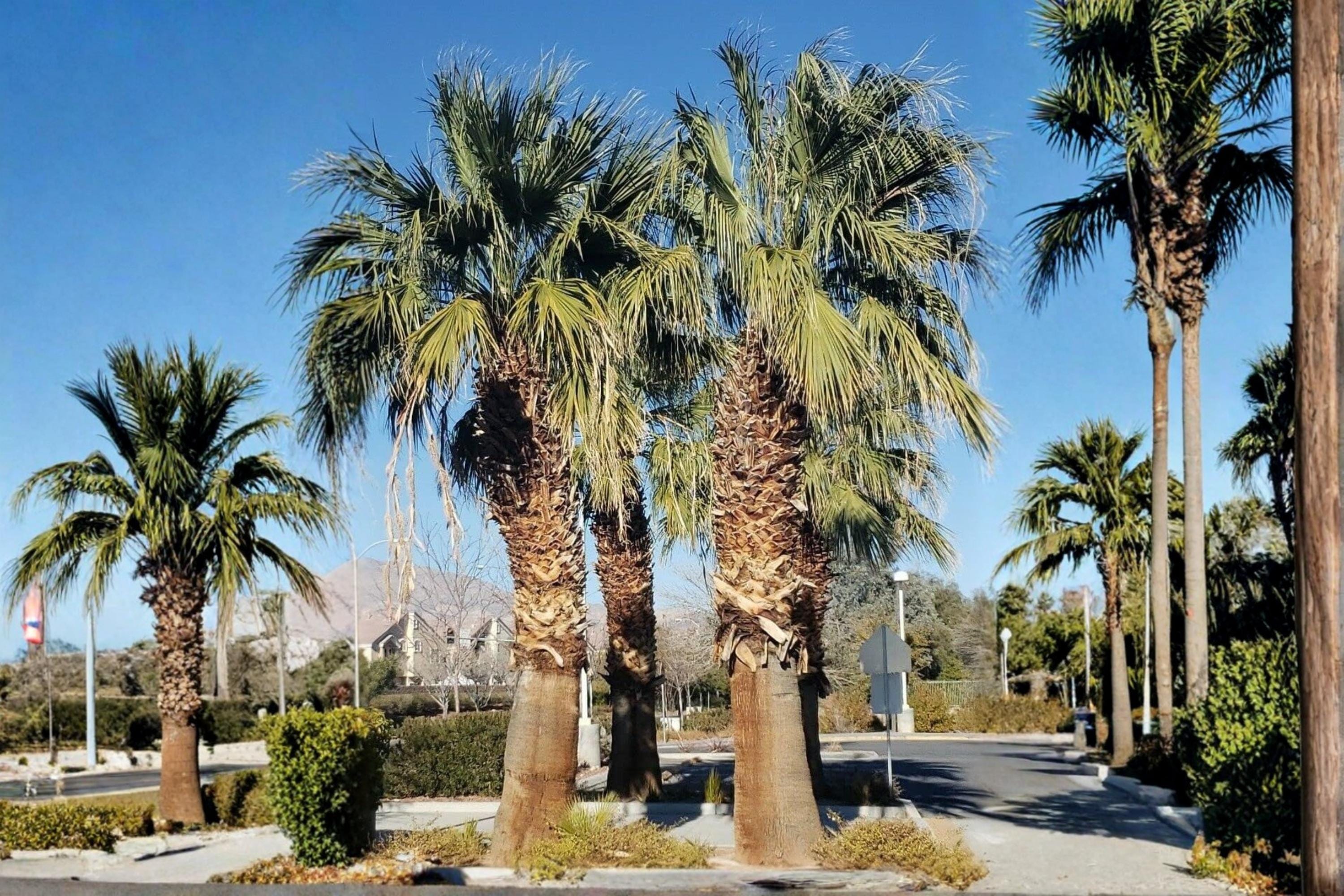 California Fan Palm Seeds – Washingtonia filifera – Desert-Adapted Fan Palm with Creamy-White Flowers