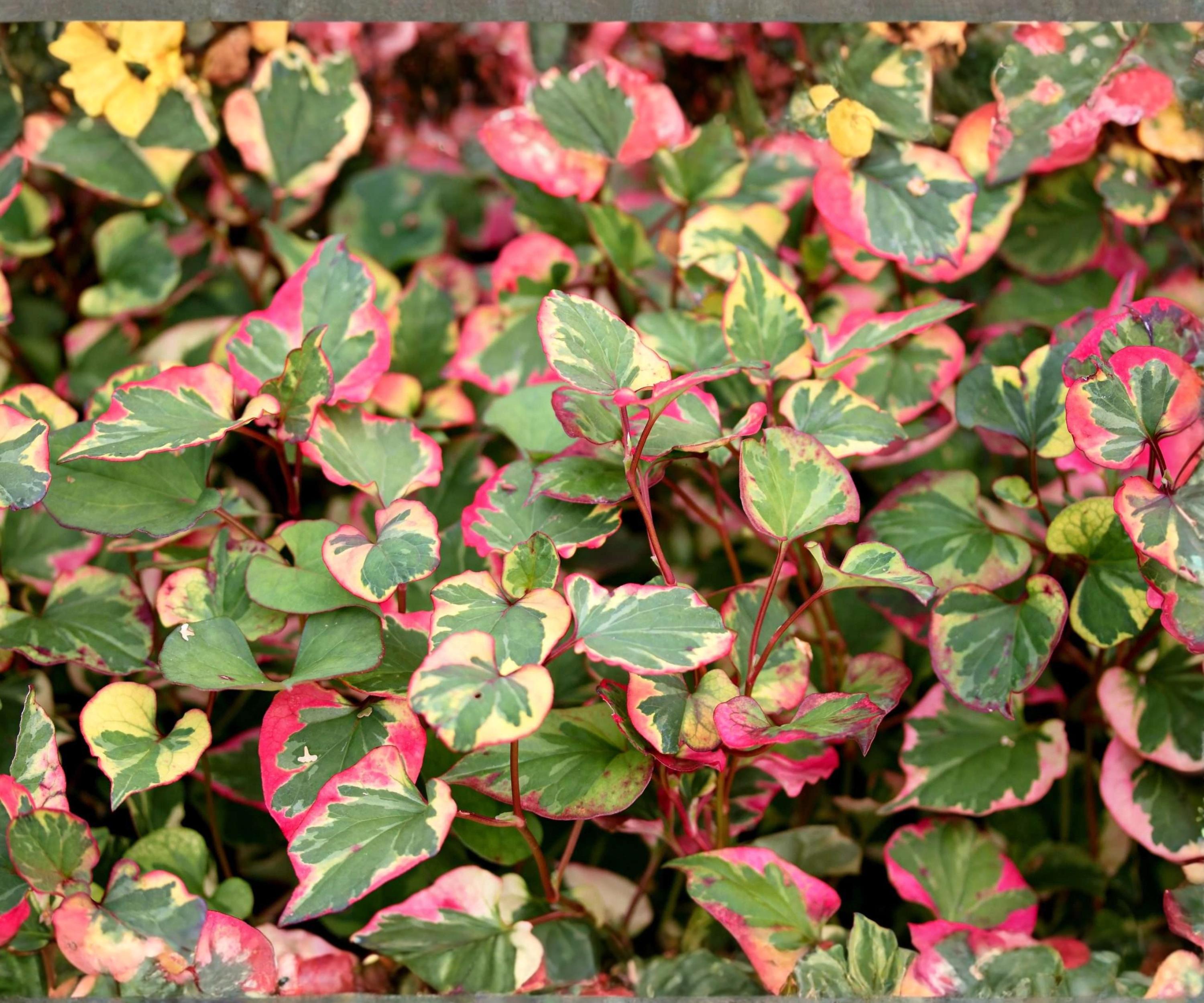 Chameleon Live Plant Pond Marginal – Variegated Houttuynia cordata ‘Variegata’ Hardy Aquatic Groundcover