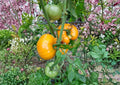 Yellow Brandywine Tomato Seeds – Heirloom Non-GMO Large Golden Slicing Tomato, Solanum Lycopersicum, Garden Planting Seeds