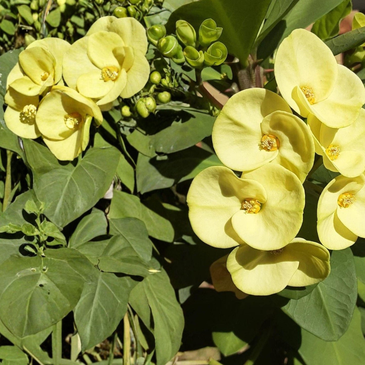 Light Yellow Crown of Thorns Cutting - Euphorbia milii Succulent Starter Plant for Propagation