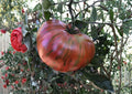 Chocolate Stripe Tomato Seeds – Heirloom Non-GMO Solanum Lycopersicum, Rare Dark Striped Tomato, Fast Growing Garden Planting Seeds