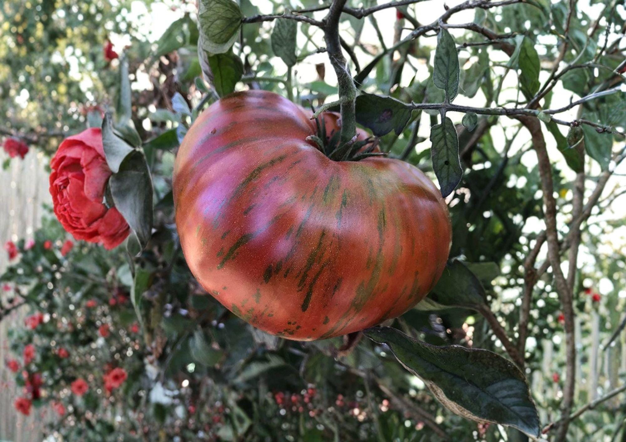 Chocolate Stripe Tomato Seeds – Heirloom Non-GMO Solanum Lycopersicum, Rare Dark Striped Tomato, Fast Growing Garden Planting Seeds