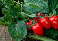 Roma Tomato Seeds 120+ Heirloom Non-GMO Solanum Lycopersicum Paste Tomato for Garden Planting, Fast Growing