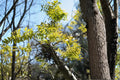 Chinese Honeylocust Seeds – Gleditsia sinensis, Ornamental Deciduous Tree with Long Seed Pods
