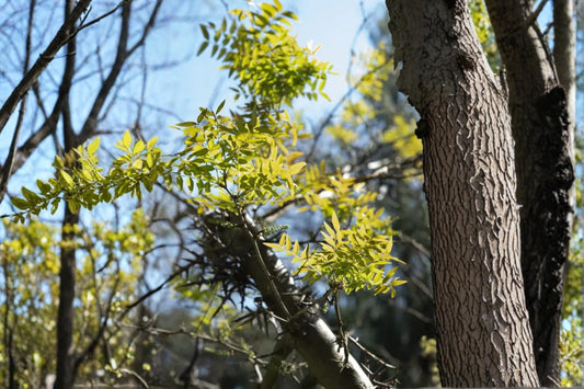 Chinese Honeylocust Seeds – Gleditsia sinensis, Ornamental Deciduous Tree with Long Seed Pods