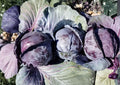 Red Acre Cabbage Seeds – 500+ Heirloom Non-GMO Brassica Oleracea Purple Head Vegetable Seeds for Garden Planting