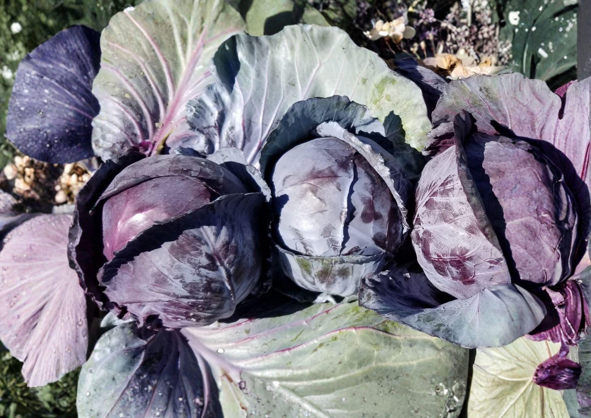 Red Acre Cabbage Seeds – 500+ Heirloom Non-GMO Brassica Oleracea Purple Head Vegetable Seeds for Garden Planting