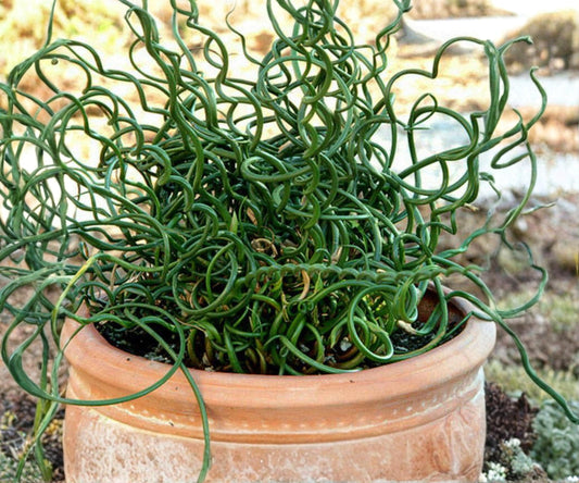 Live Corkscrew Rush Pond Plant – Juncus Spiralis, Hardy Aquatic Marginal Bog Plant with Curly Green Stems