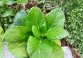 Pak Choi Seeds 500+ Dwarf White Stem Heirloom Non-GMO Brassica Rapa Asian Cabbage Garden Planting