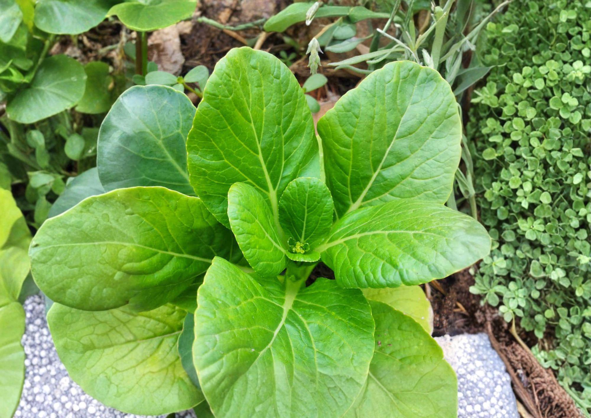 Pak Choi Seeds 500+ Dwarf White Stem Heirloom Non-GMO Brassica Rapa Asian Cabbage Garden Planting
