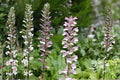Bear’s Breeches Plant | Acanthus mollis | Purple and White Flowering Perennial Shrub | Hardy Garden Plant | 1 Live Root