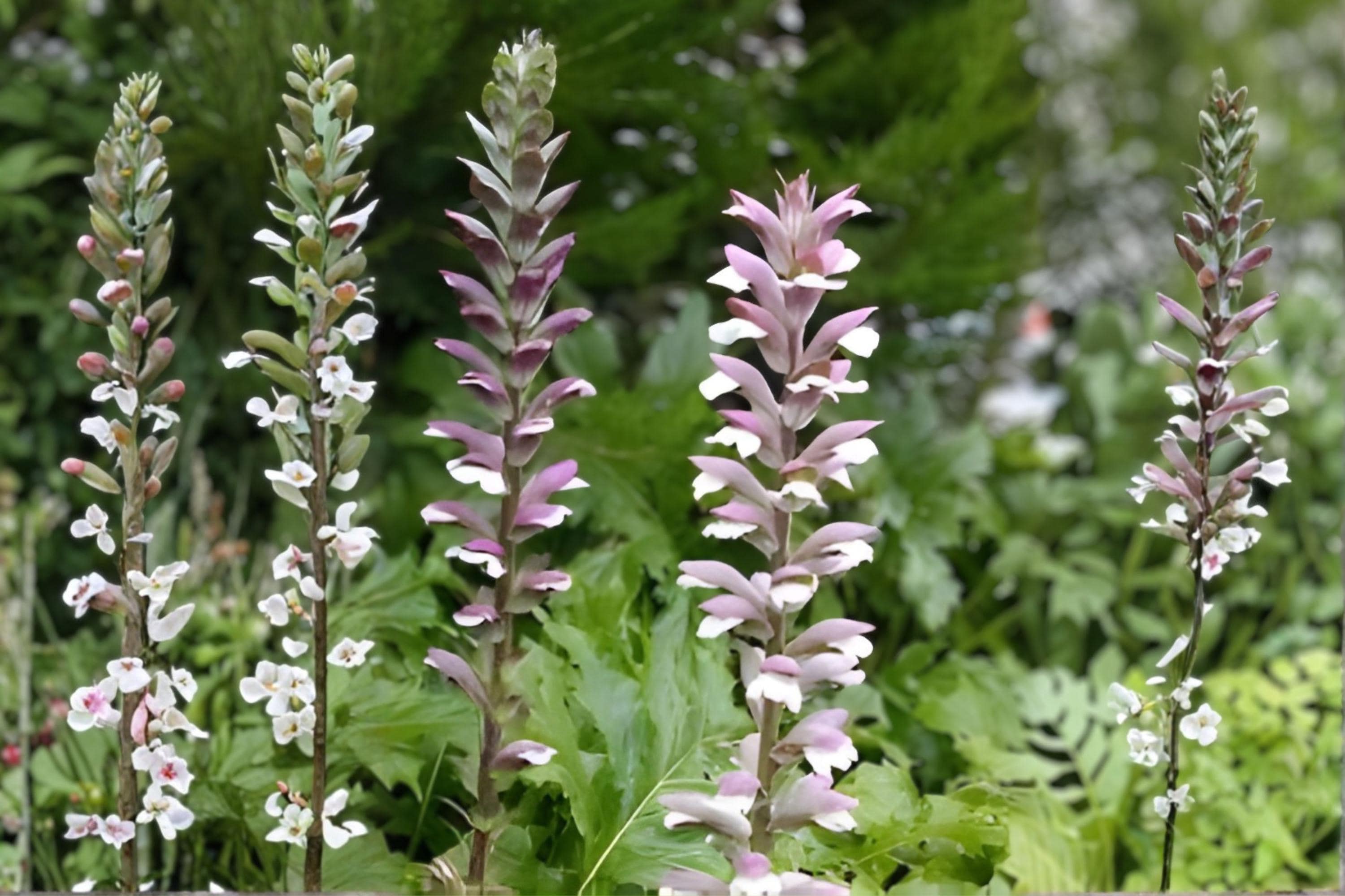 Bear’s Breeches Plant | Acanthus mollis | Purple and White Flowering Perennial Shrub | Hardy Garden Plant | 1 Live Root