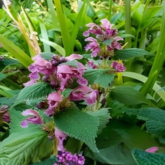 Organic Purple Dead-Nettle Seeds, Lamium purpureum, Wildflower for Pollinators, Hardy Perennial, Bee-Friendly, 55 Seeds