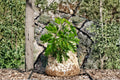 Texas Ebony Seeds – Pithecellobium flexicaule, Drought Tolerant Evergreen Tree, Desert Landscape, Creamy White Flowers
