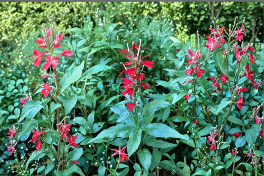 Cardinal Flower Seeds – Lobelia cardinalis – Bright Red Perennial Wildflower for Pollinator Gardens