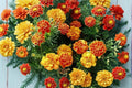 French Marigold Seeds – Tagetes patula, Compact Annual Flower, Mixed Yellow, Orange & Red Blooms, Garden Border & Container Plant