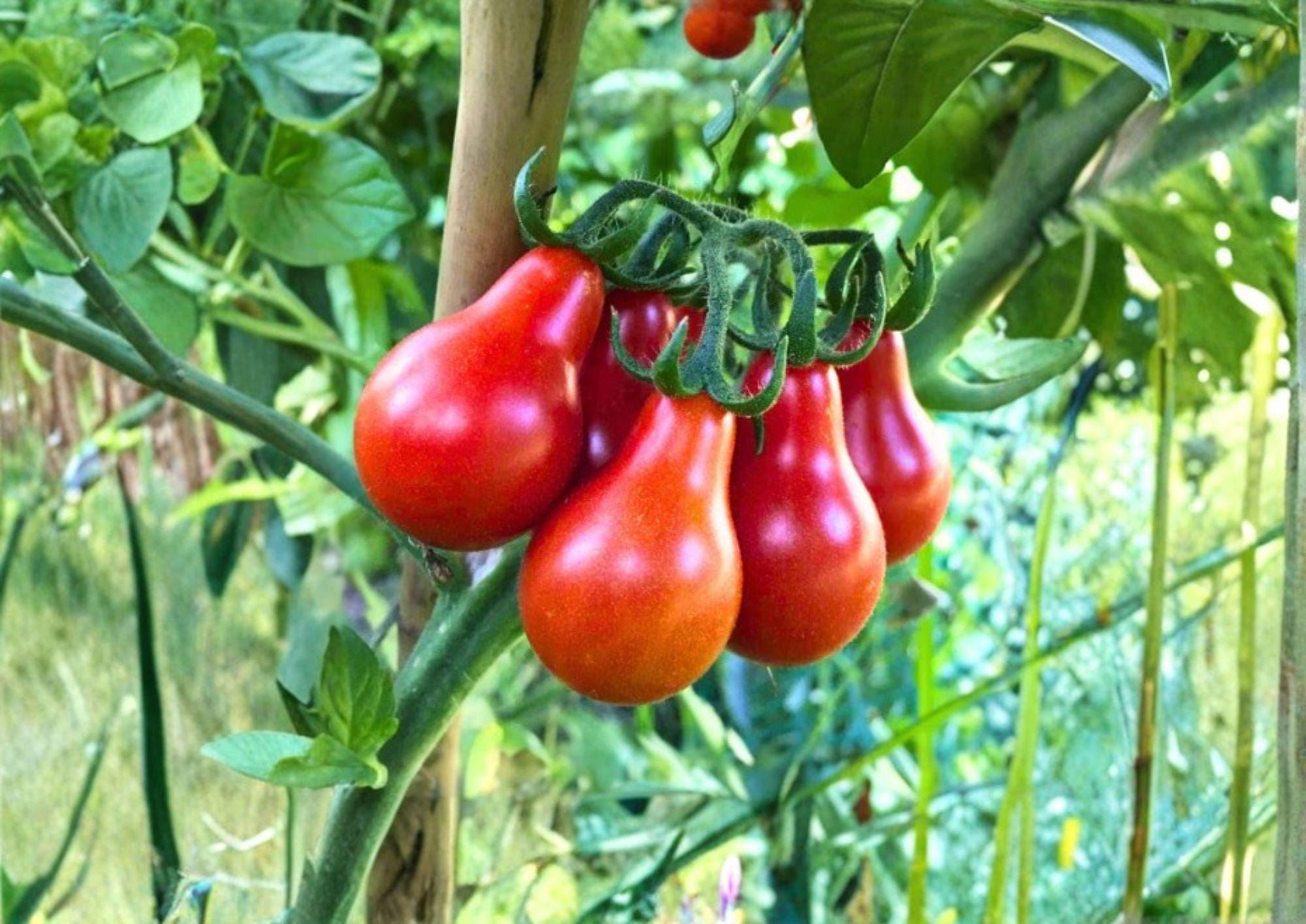 Red Pear Tomato Seeds, Heirloom Non-GMO, Sweet Pear-Shaped Cherry Tomato, Solanum Lycopersicum, Garden Planting Seeds