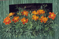 French Marigold Seeds – Sparky Mix, Tagetes patula, Compact Annual Flower, Bright Yellow, Orange & Red Blooms
