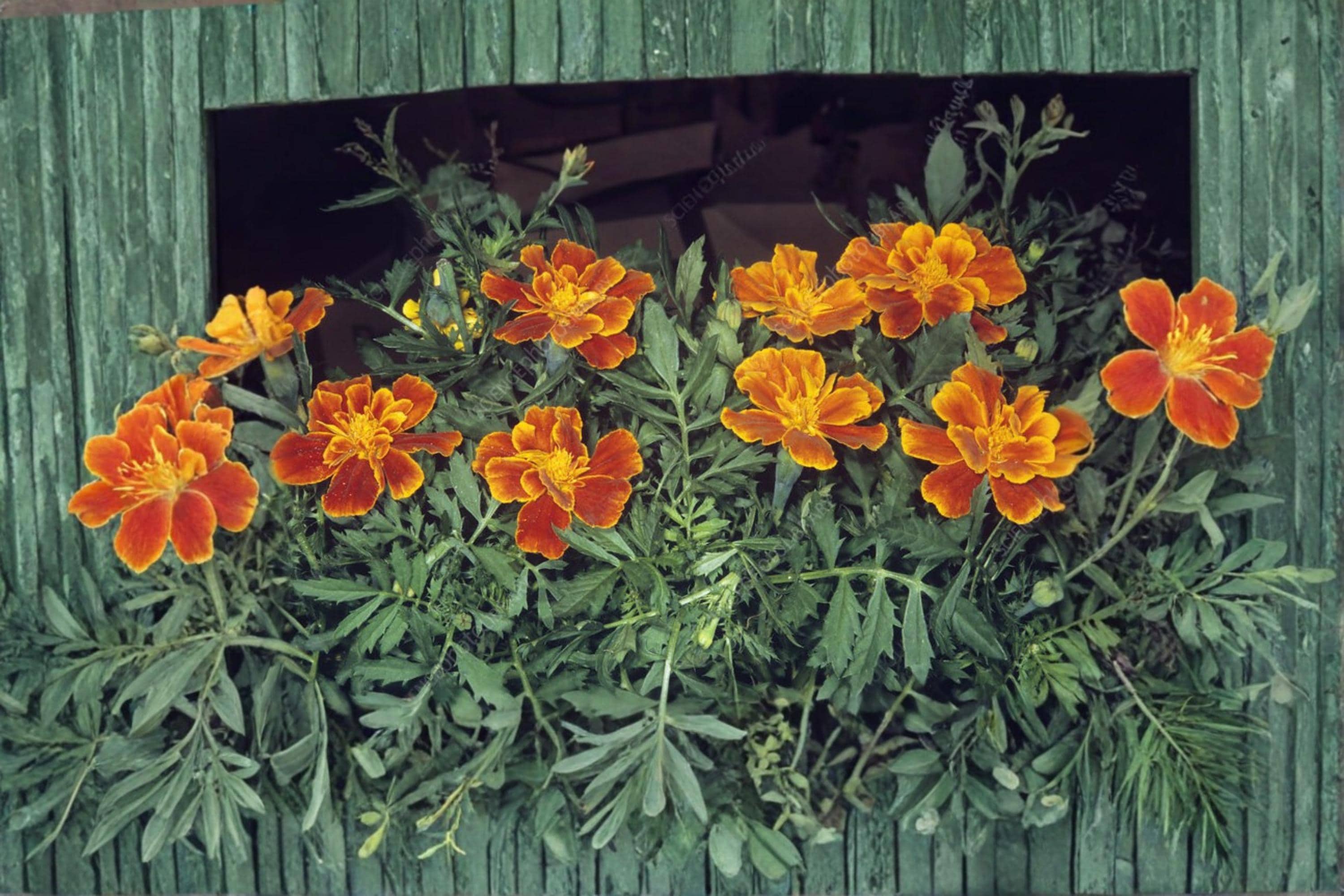 French Marigold Seeds – Sparky Mix, Tagetes patula, Compact Annual Flower, Bright Yellow, Orange & Red Blooms