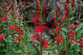Cardinal Wildflower Seeds – Lobelia cardinalis – Bright Red Tubular Blooms, Pollinator Attracting Perennial for Wetlands & Shade Gardens